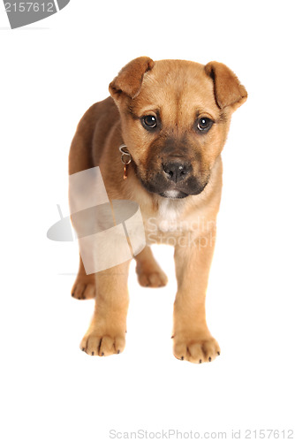 Image of Boxer Mastiff Puppy