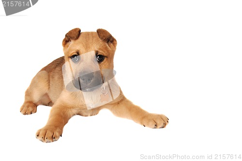 Image of Boxer Puppy