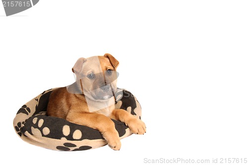 Image of Mastiff puppy lying on a dog bed