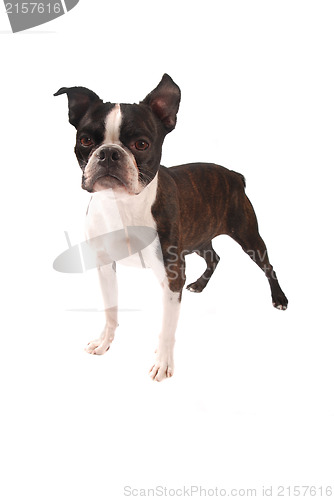 Image of Brindle and White Boston Terrier Stading