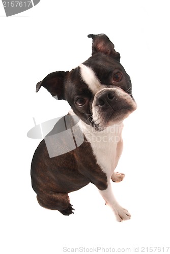 Image of Boston Terrier Sitting