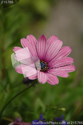 Image of Flower and green