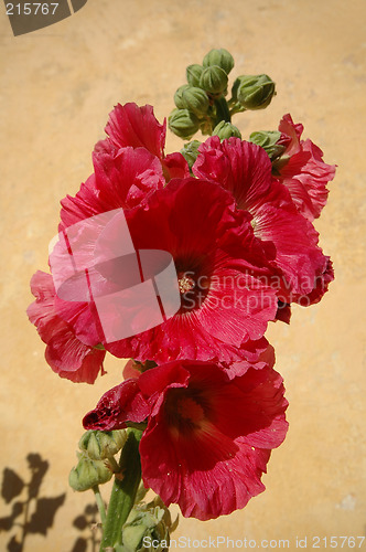 Image of Red flowers and wall