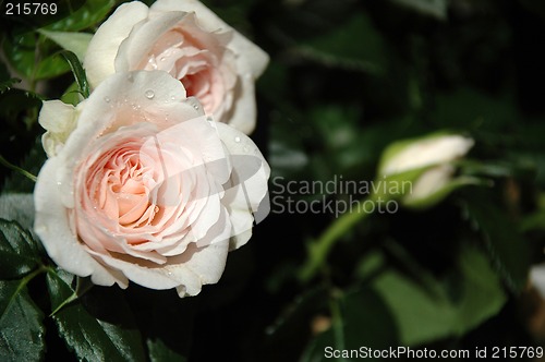 Image of White roses