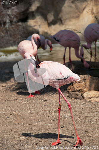 Image of Group of pink flamingos