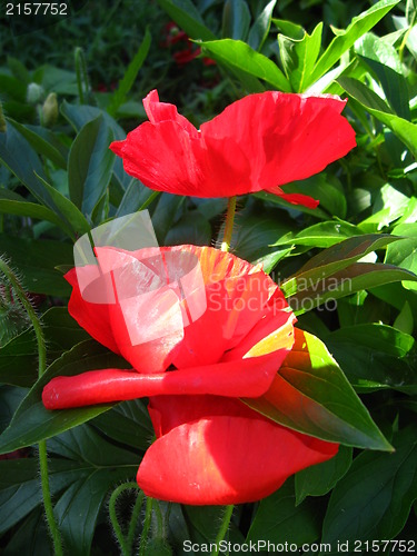 Image of beautiful flower of the poppy