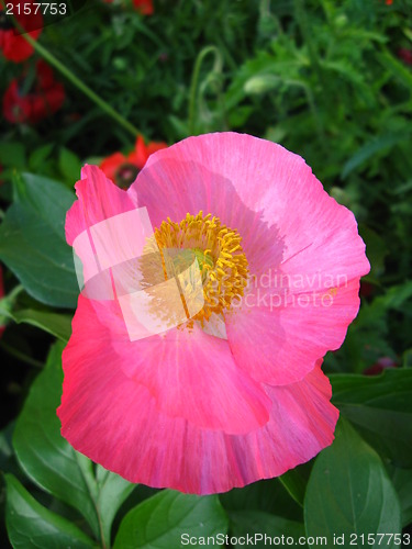 Image of beautiful flower of the poppy