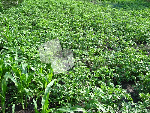 Image of Kitchen garden of the ascended potato