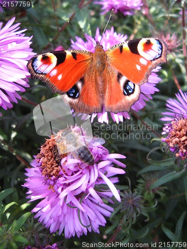 Image of butterfly of peacock eye on the aster