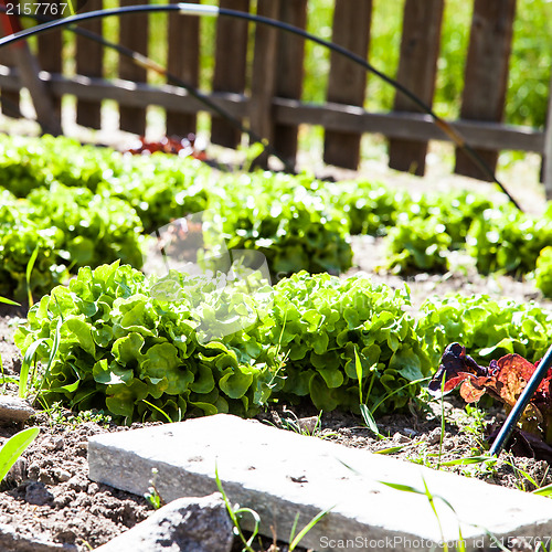 Image of Vegetable Garden