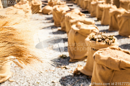 Image of Ripe Summer Wheat