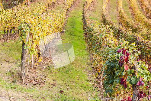 Image of Italian Vineyard