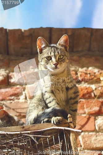 Image of beautiful kitty looking at the camera