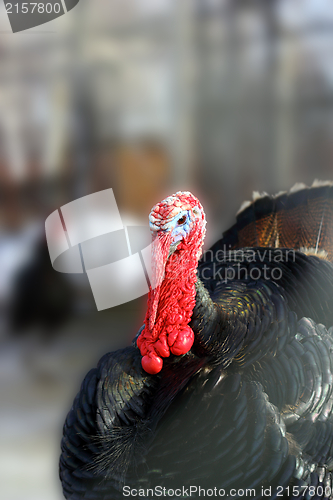 Image of big turkey male