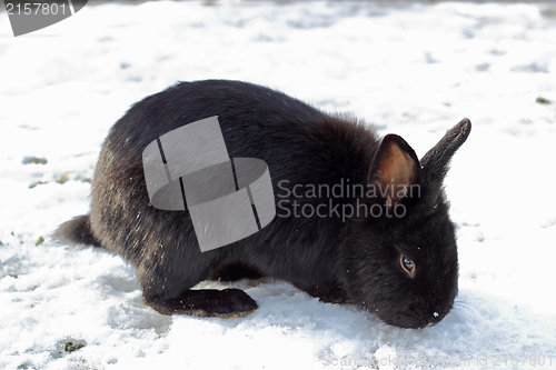 Image of black rabbit