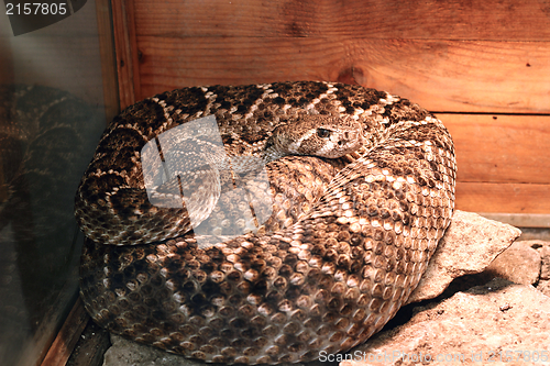 Image of crotalus atrox