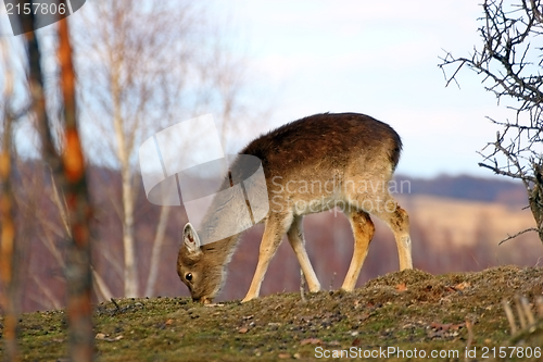 Image of deer calf grazing