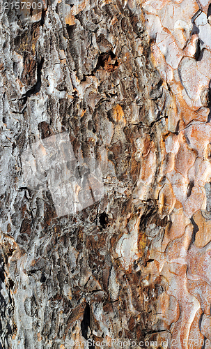 Image of detail of pine bark