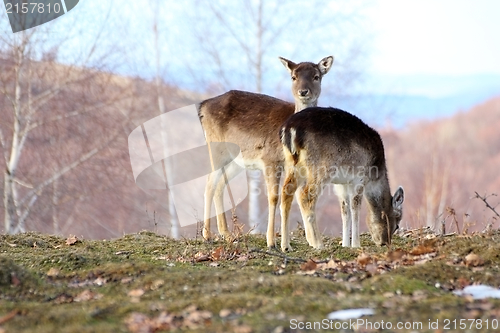 Image of fallow deer doe and calf