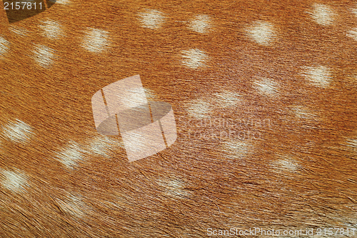 Image of fallow deer textured pelt