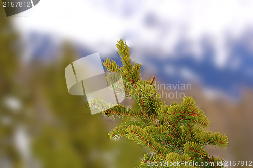 Image of fir branch detail