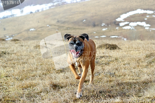 Image of happy dog running