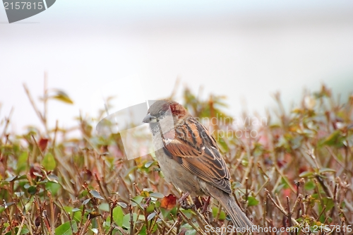 Image of house sparrow - passer domesticus
