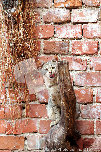 Image of nervous cat