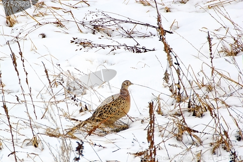 Image of pheasant hen