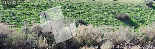 Image of Counterlight view of a green hill covered with grass and bushes