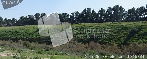 Image of Counterlight view of a green hill covered with grass and bushes