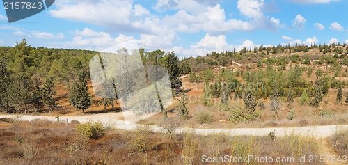 Image of Empty hiking trail among low hills with pinetrees