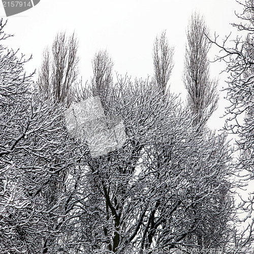 Image of Trees covered in snow