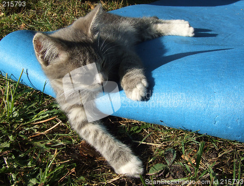 Image of Kitten sleeping on a blue mat