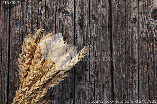 Image of Bunch of ripe golden wheat