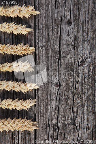 Image of Ears of wheat on old stained wood