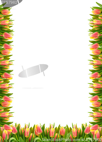 Image of Frame of Tulip Flowers