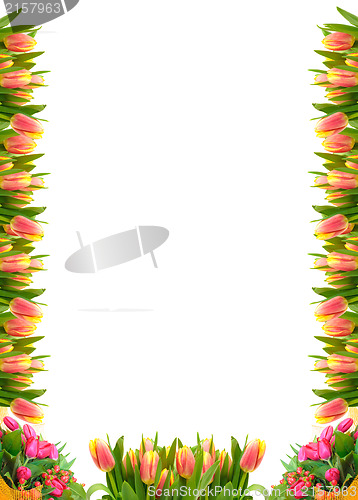 Image of Frame of Tulip Flowers