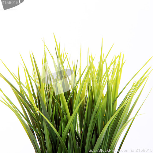 Image of Fresh green spring grass