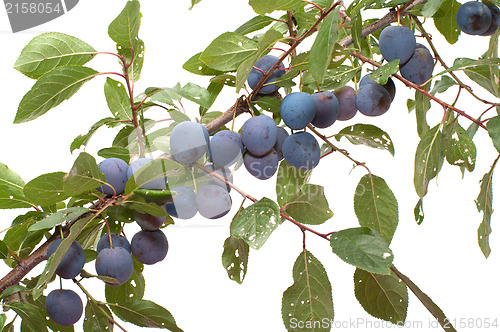 Image of Sloe.