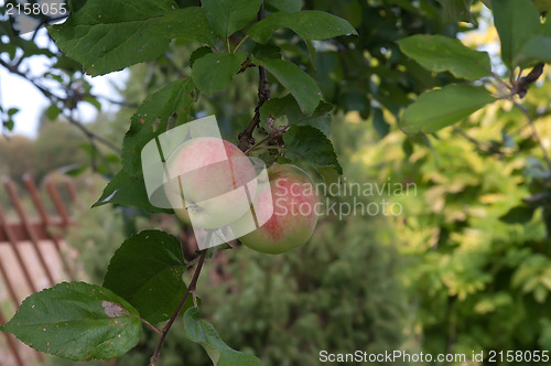 Image of Apples.