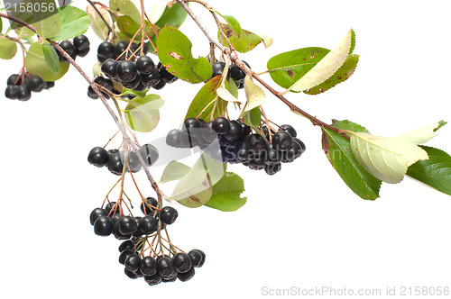 Image of Aronia.