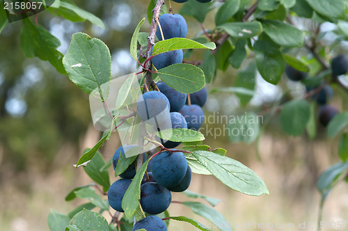 Image of Sloe.