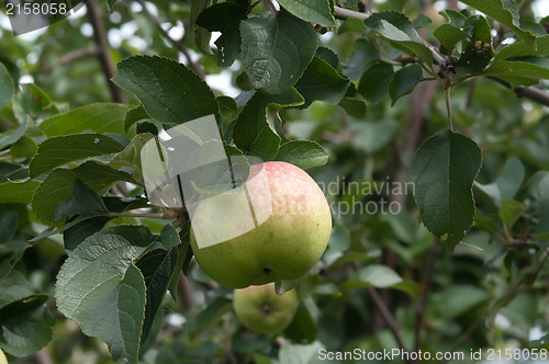 Image of Apple.