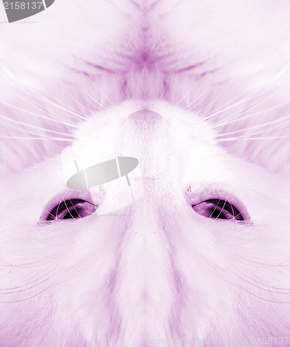 Image of White cat