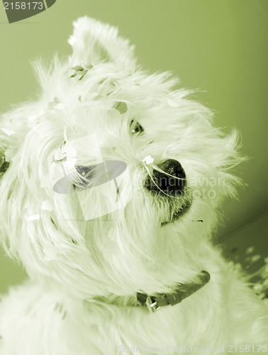 Image of Dog party