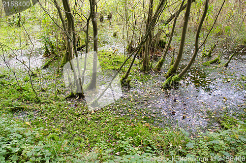 Image of forest swamp mossy tree water livery viscous slimy 