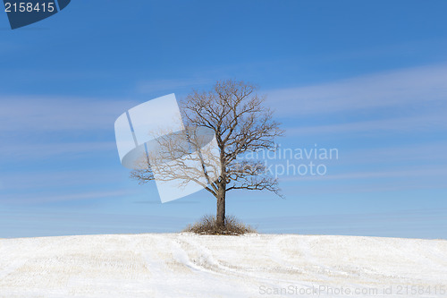 Image of  		Old tree on snowy field on a blue sky bakground