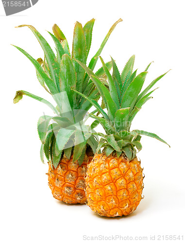 Image of Ripe Pineapple Fruit