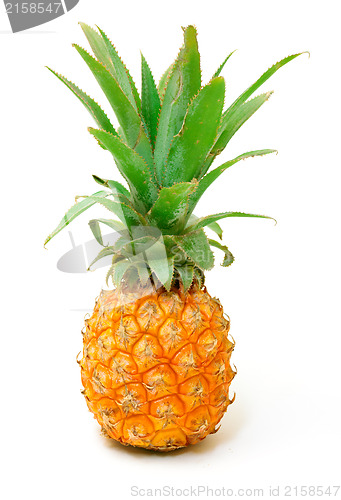 Image of Ripe Pineapple Fruit